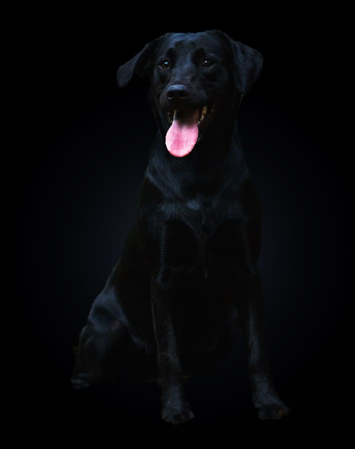 black-lab black-lab